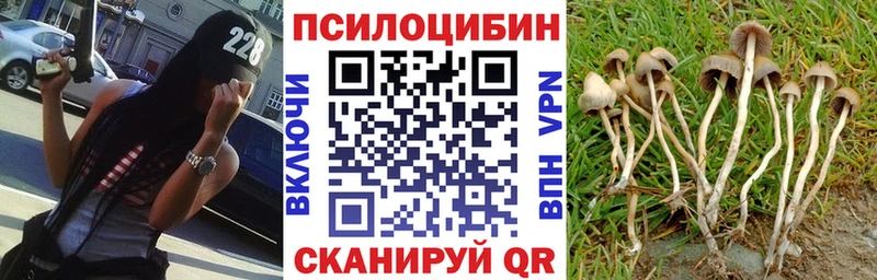 Галлюциногенные грибы Psilocybe  Купить закладки  Краснознаменск 
